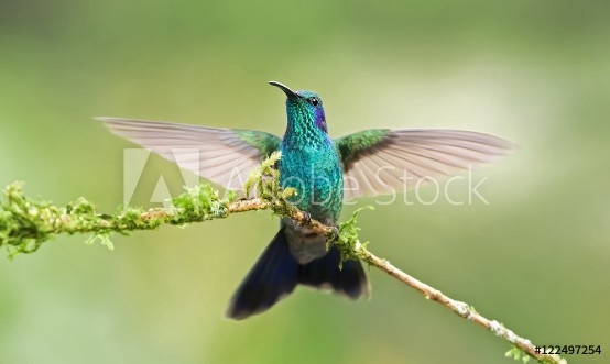 Picture of Green violetear hummingbird spreading its wings while perched on a branch in Costa Rica
